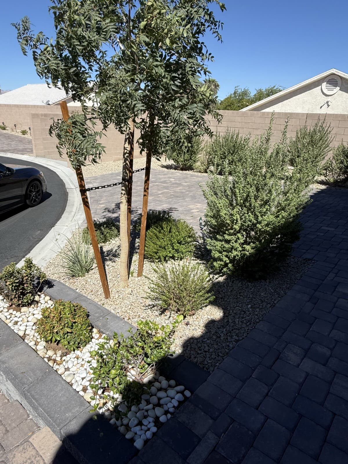 A newly planted multi-trunk tree and gravel bed with desert shrubs beside a paver driveway, Las Vegas