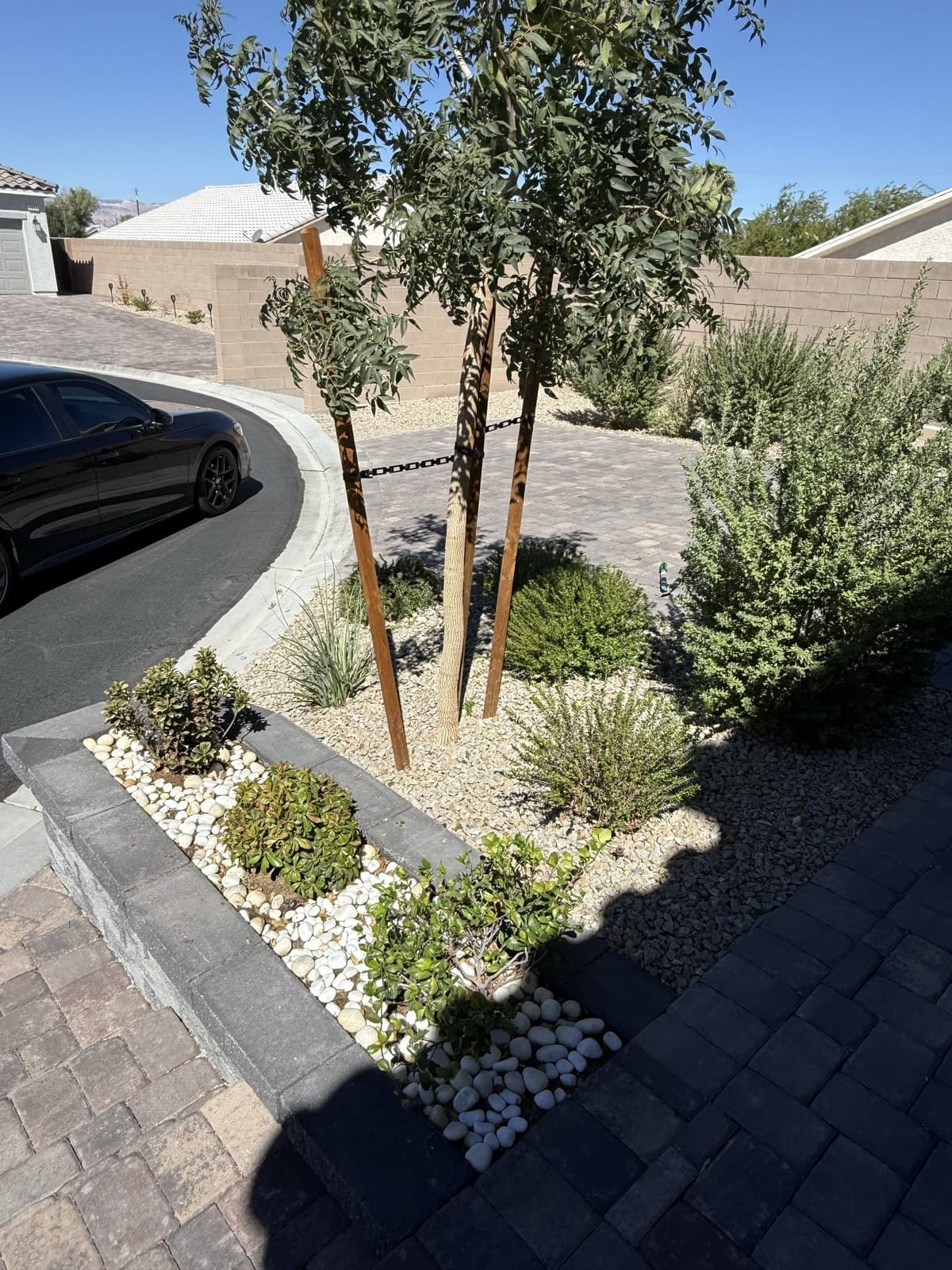 A gravel planting bed with a young shade tree and desert shrubs along a paver driveway, Las Vegas