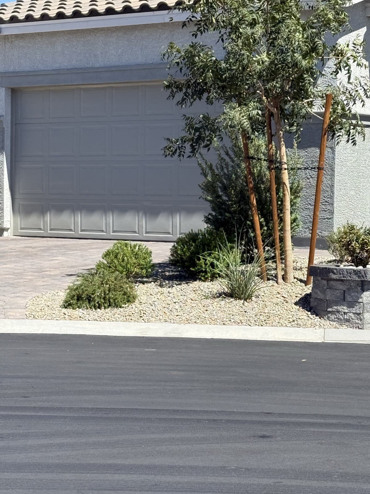 A newly planted tree and gravel bed at a front entry, Las Vegas