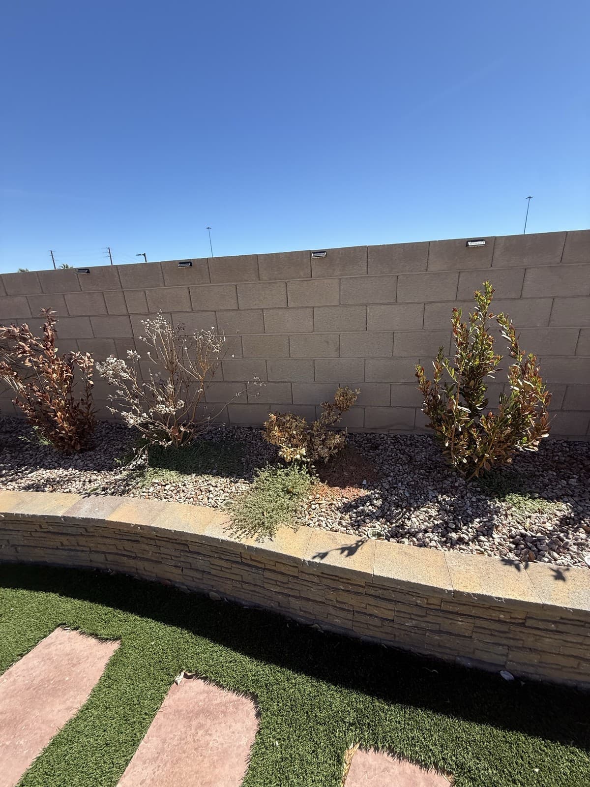 Desert shrubs freshly planted along a backyard gravel bed, Las Vegas